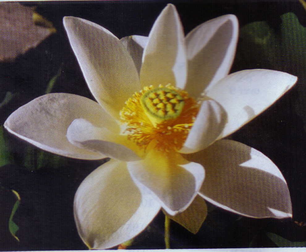Alba Grandiflora Lotus (white)
