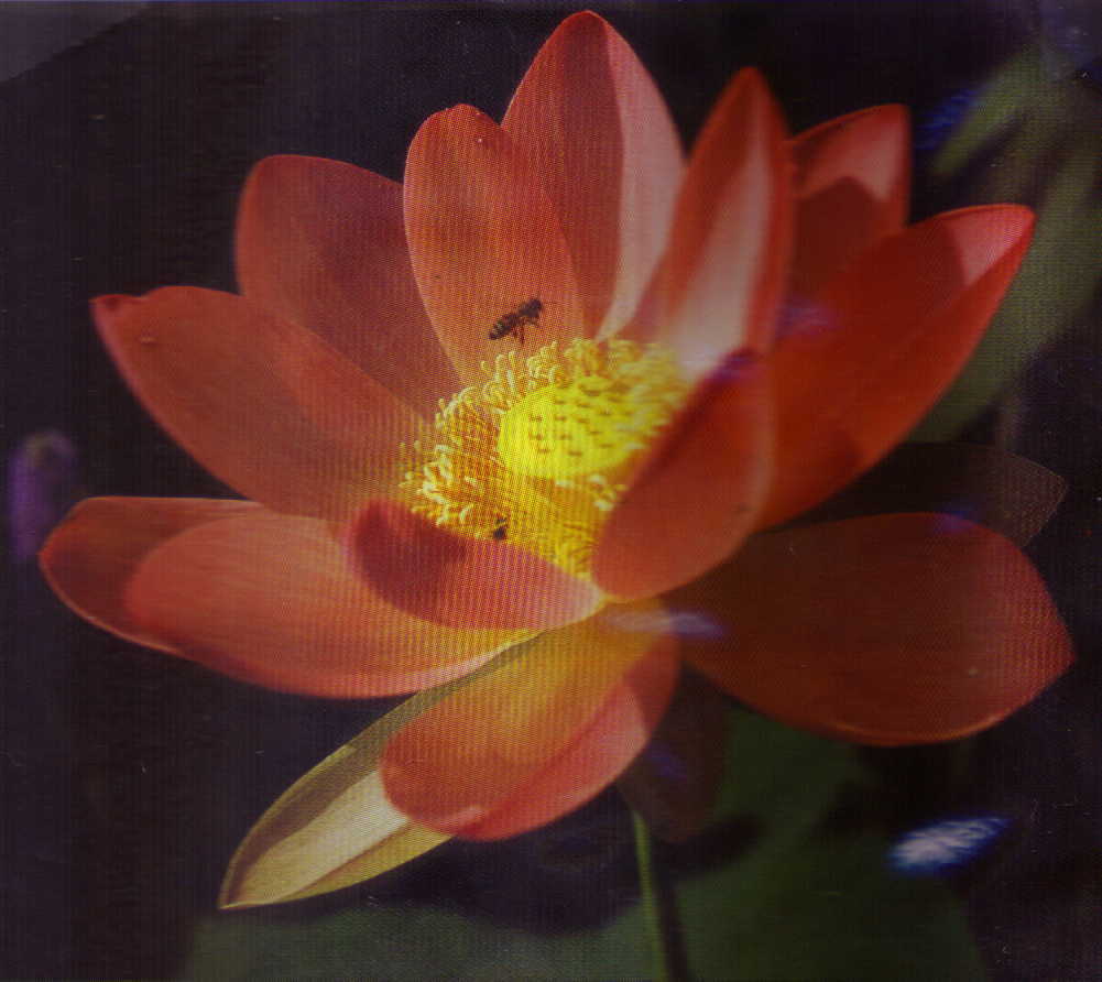 Carolina Queen Lotus