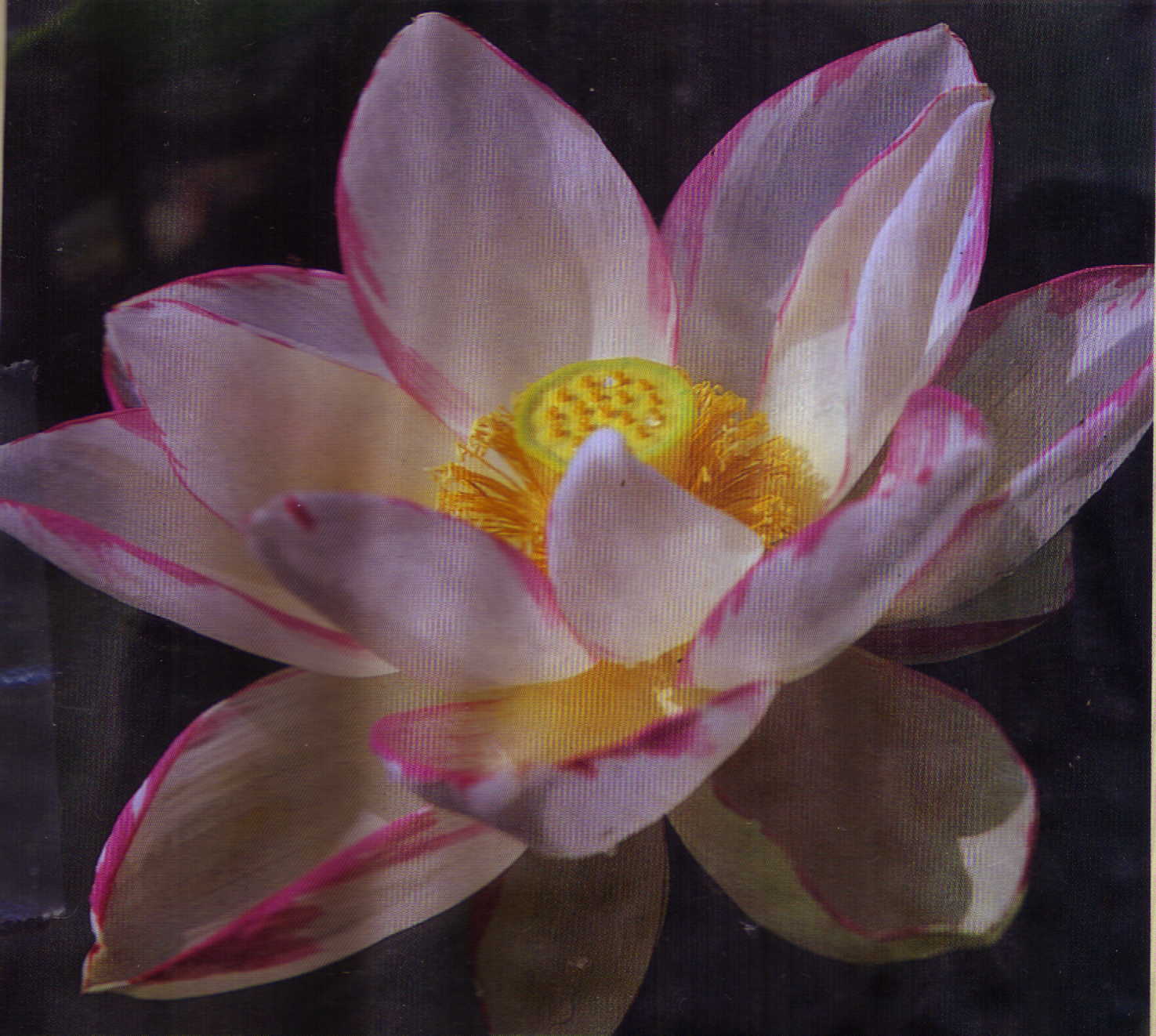 Empress Lotus