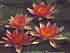 Layderkeri Purpurata Water Lily