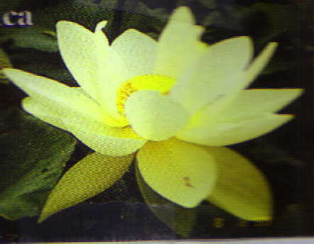 Lutea Lotus (yellow)