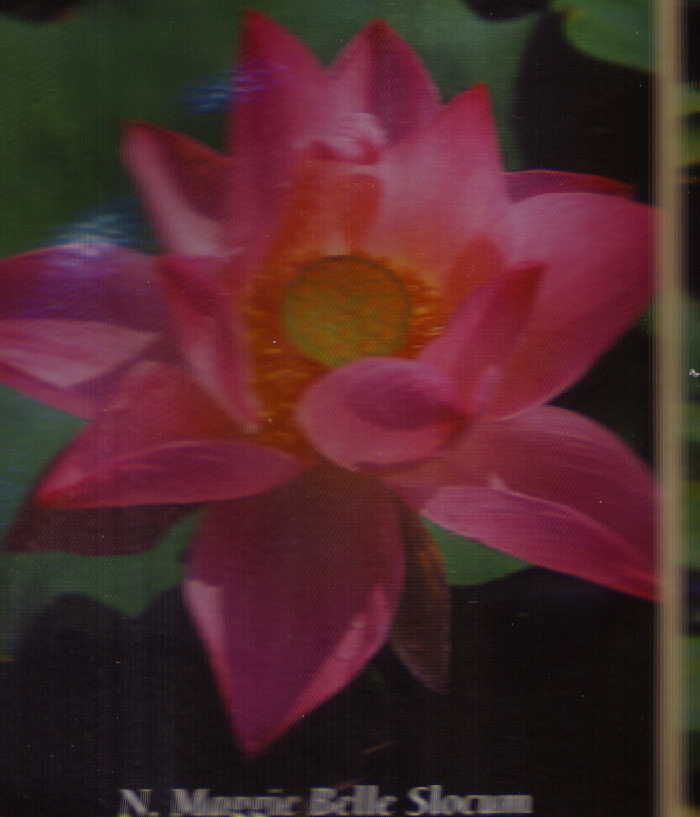 Maggie Belle Slocum Lotus (pink)