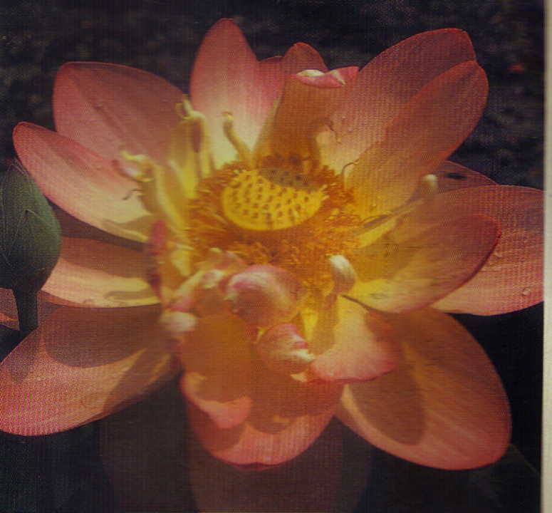 Mrs. Perry Slocum Lotus (peach)
