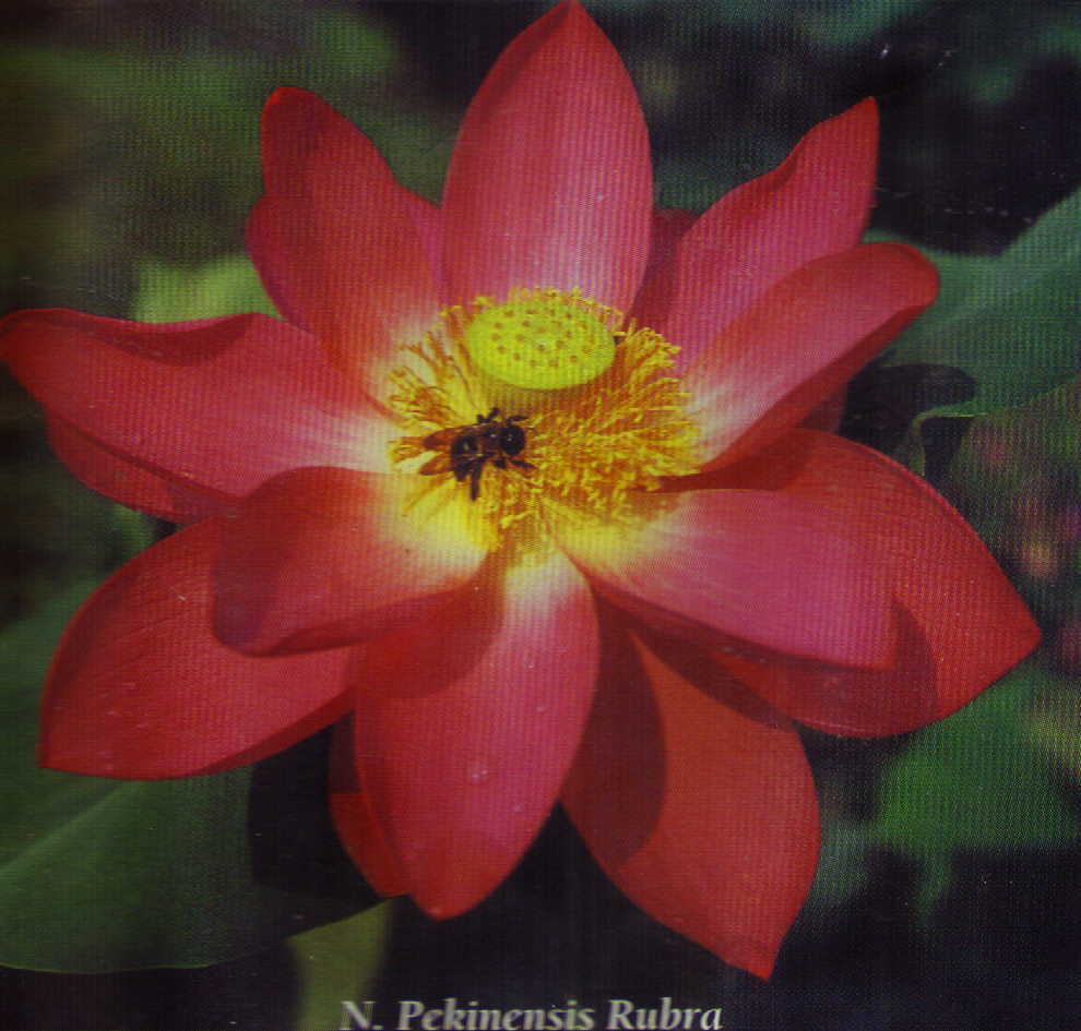 Pekinensis Rubra Lotus (pink)