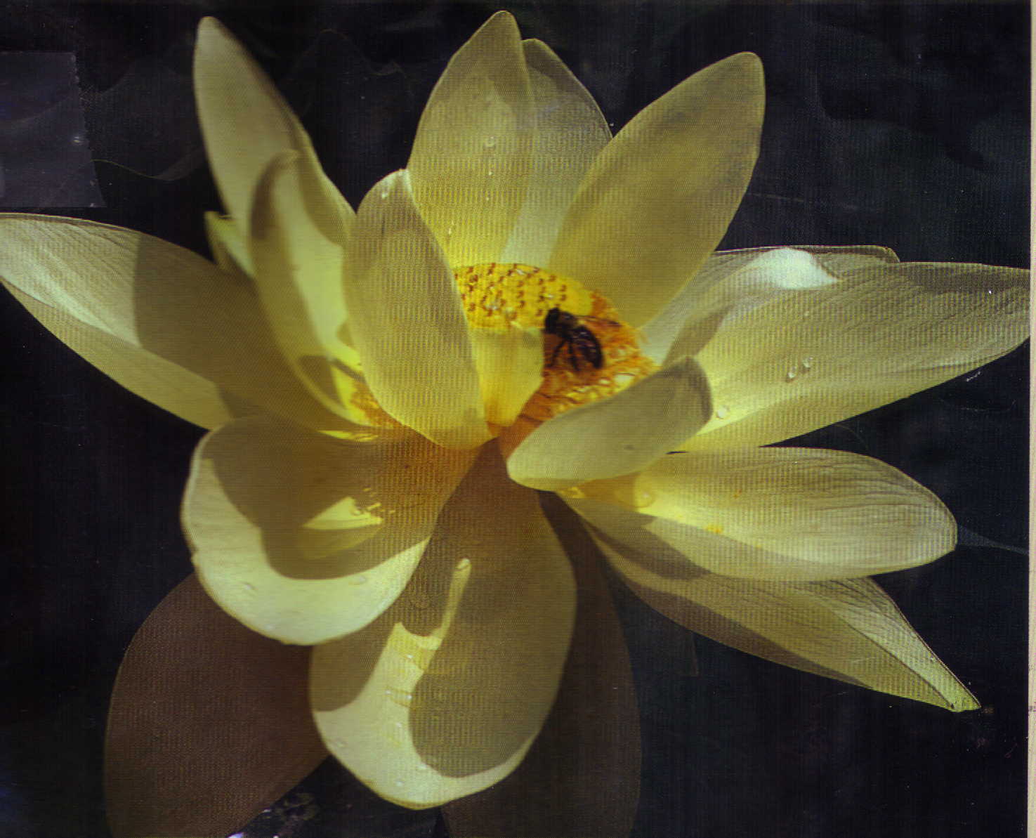 Perry's Giant Sunburst Lotus (yellow)