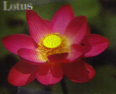 Red Russian Lotus (red)