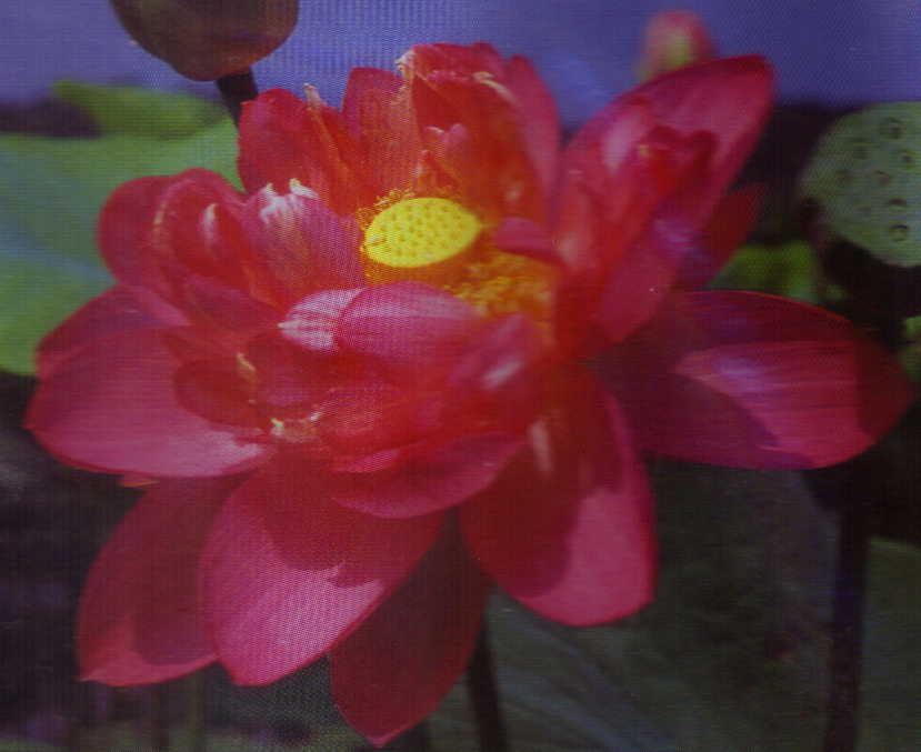 Rosea Plena Lotus (pink)