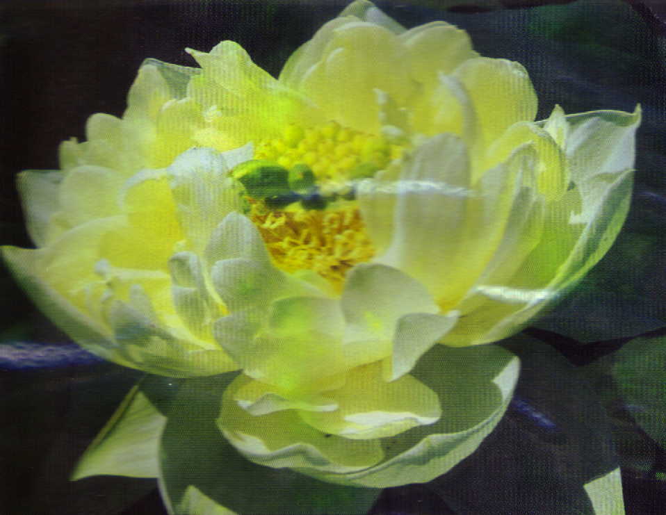 Shiroman Lotus (white)