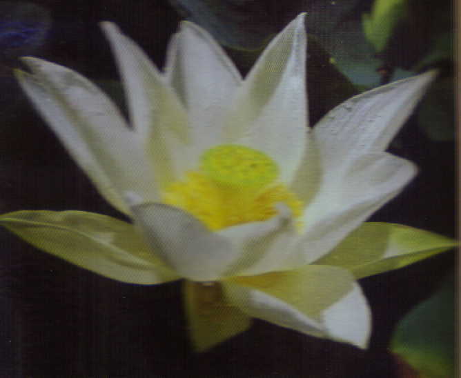 Tulip Lotus (white)