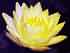 Yellow Queen Water Lily